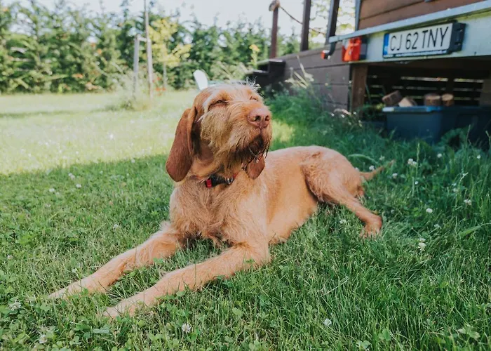 Tiny Transylvania, Rising High Above Willa Kluż-Napoka